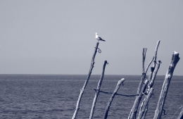 horvatia_44